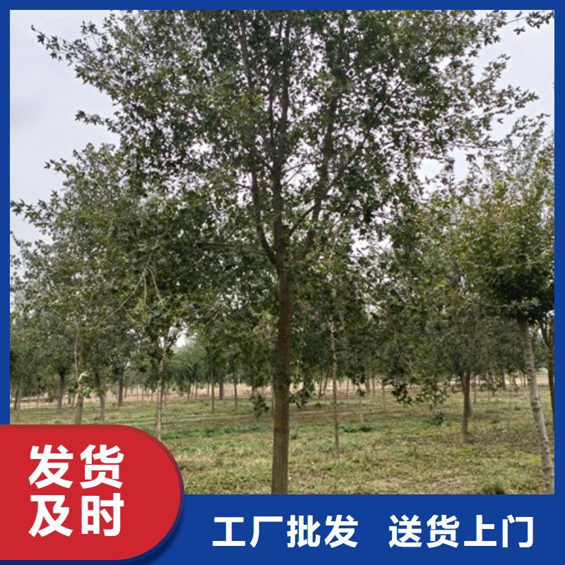 法桐_美国红枫品质保证