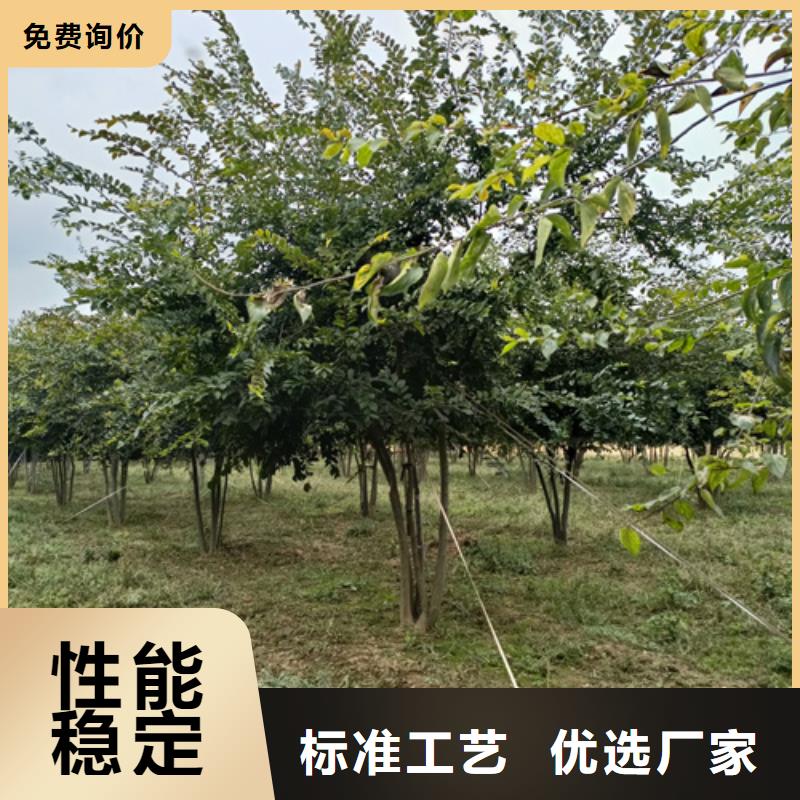法桐_北京栾实力公司