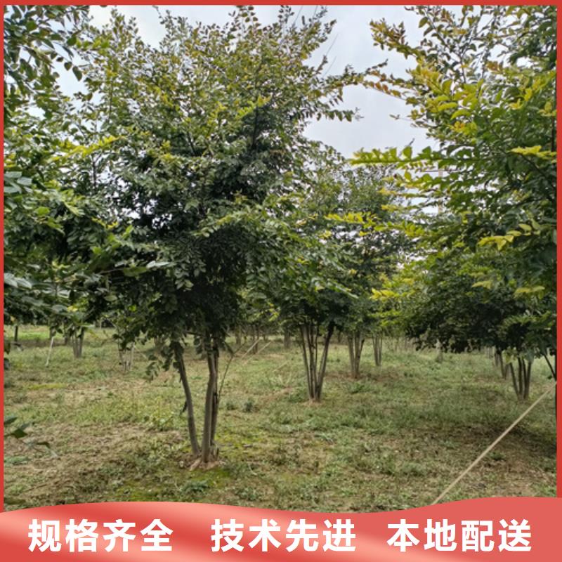 法桐_北京栾品类齐全