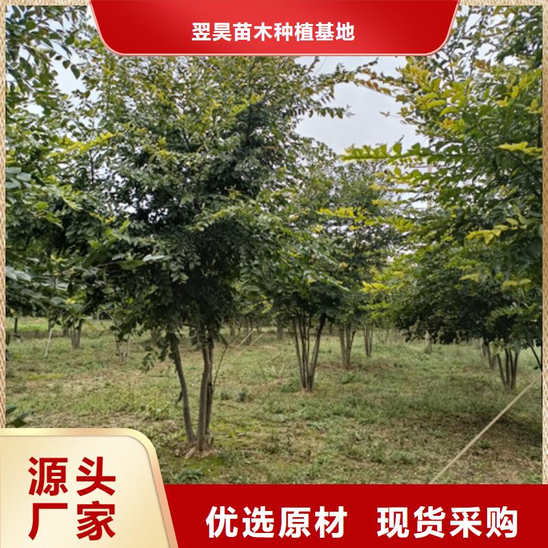 法桐五角枫质量无忧