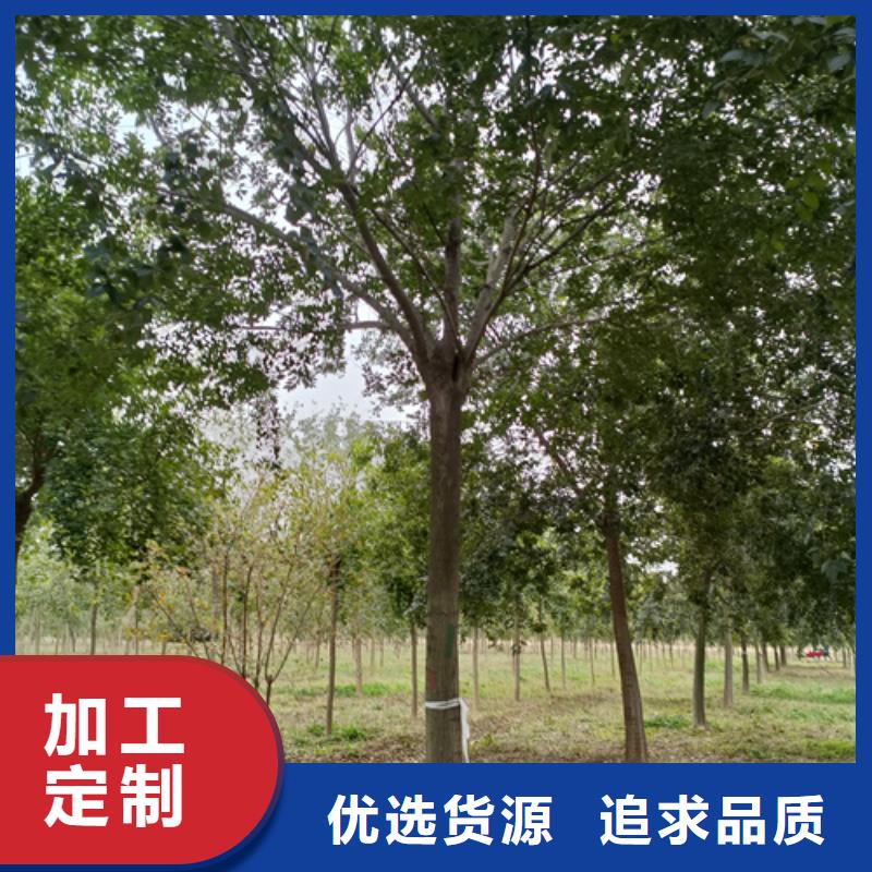 法桐五角枫支持非标定制