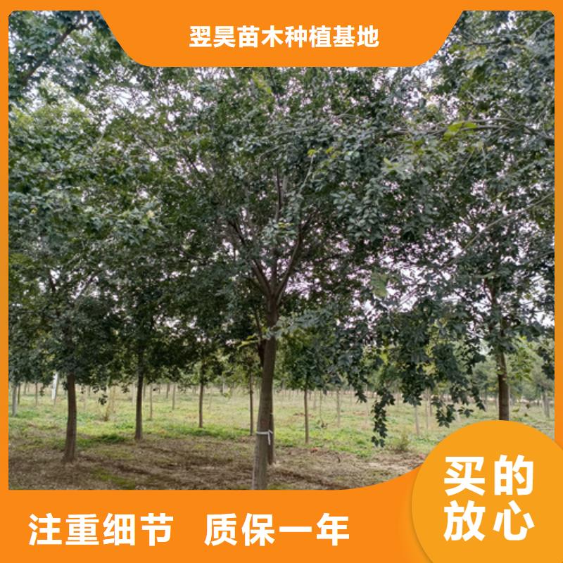法桐-北京栾厂家售后完善