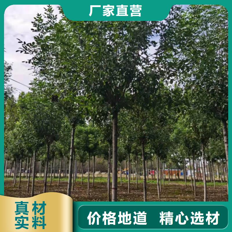 法桐_北京栾实力公司
