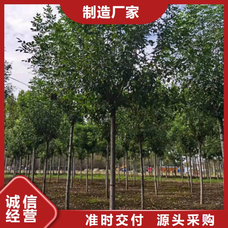 【法桐金叶复叶槭厂家精选】