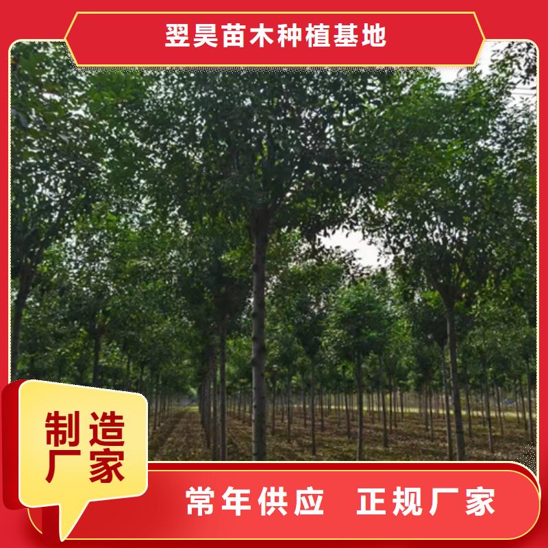 【法桐五角枫诚信商家】
