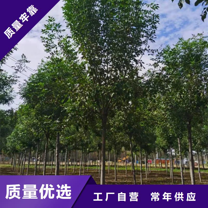 法桐国槐匠心品质