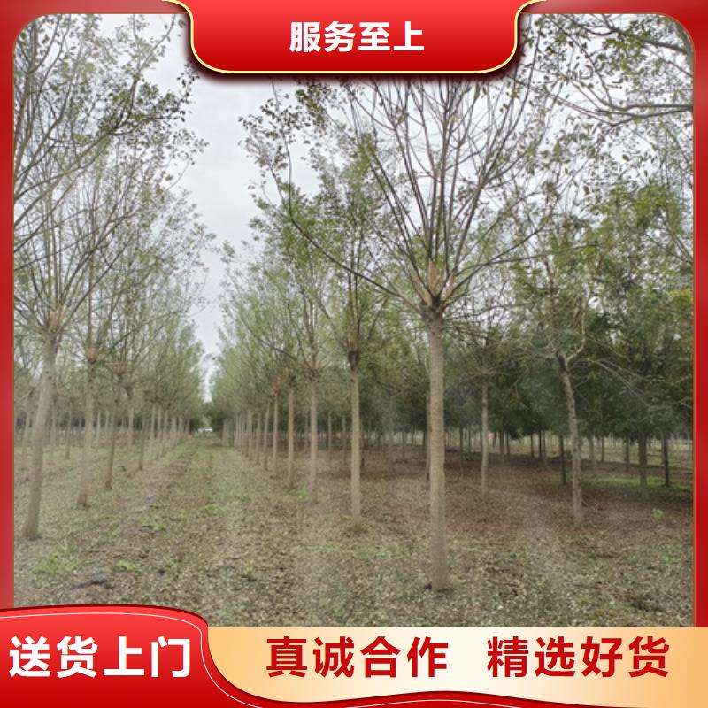 法桐_北京栾品类齐全