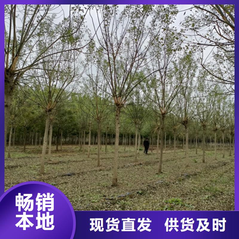 【法桐】秋紫白蜡为您提供一站式采购服务