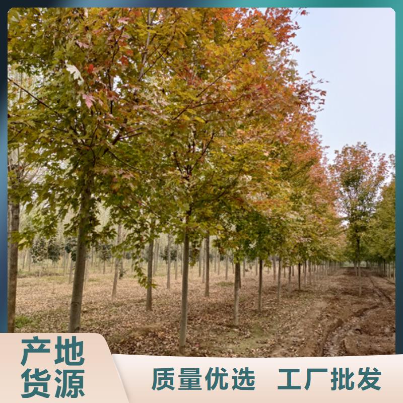 法桐美国红枫采购