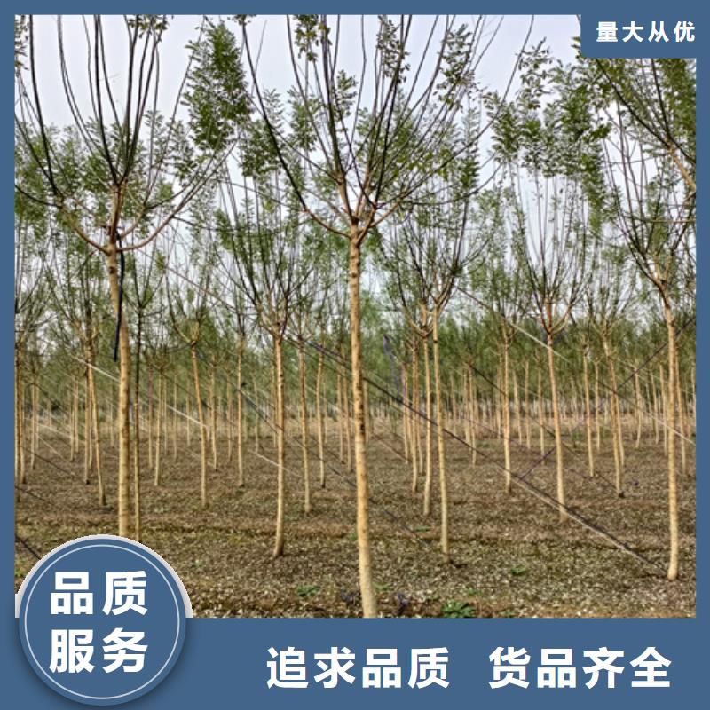 法桐白蜡应用领域
