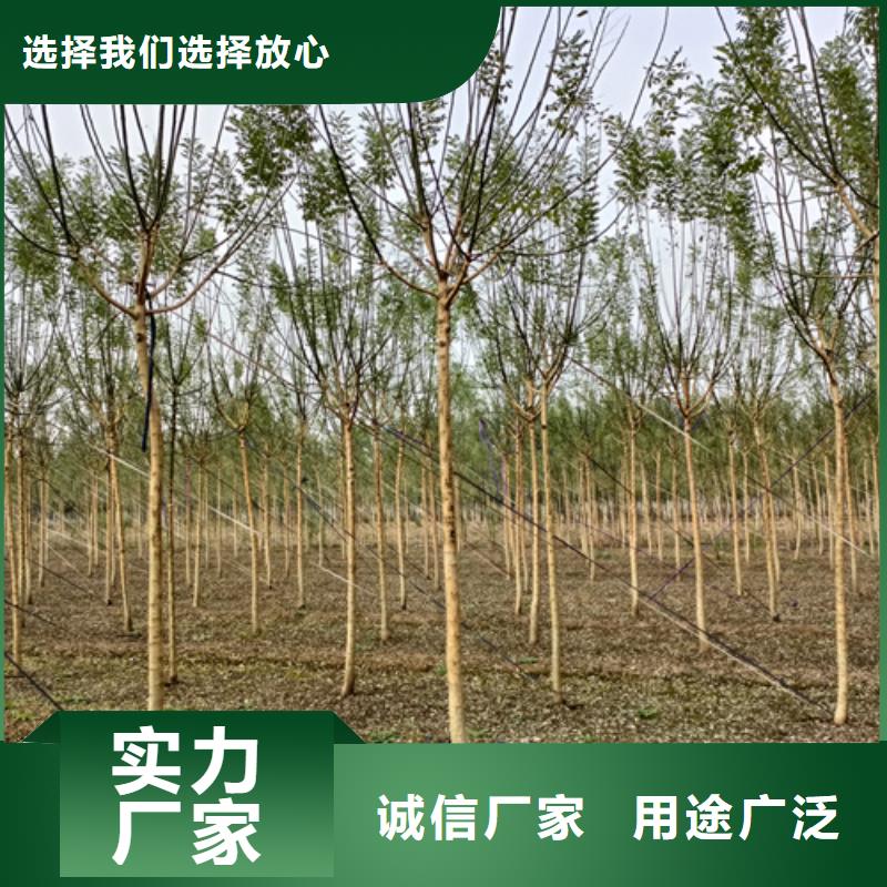法桐五角枫质量无忧