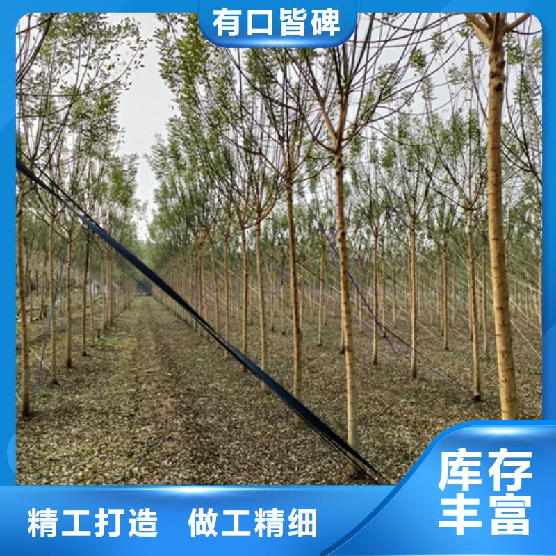 法桐_黄金槐用心细节