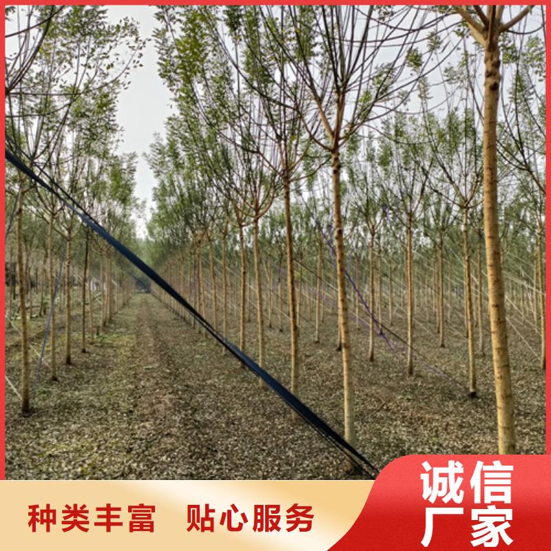 法桐_金叶槐专业厂家