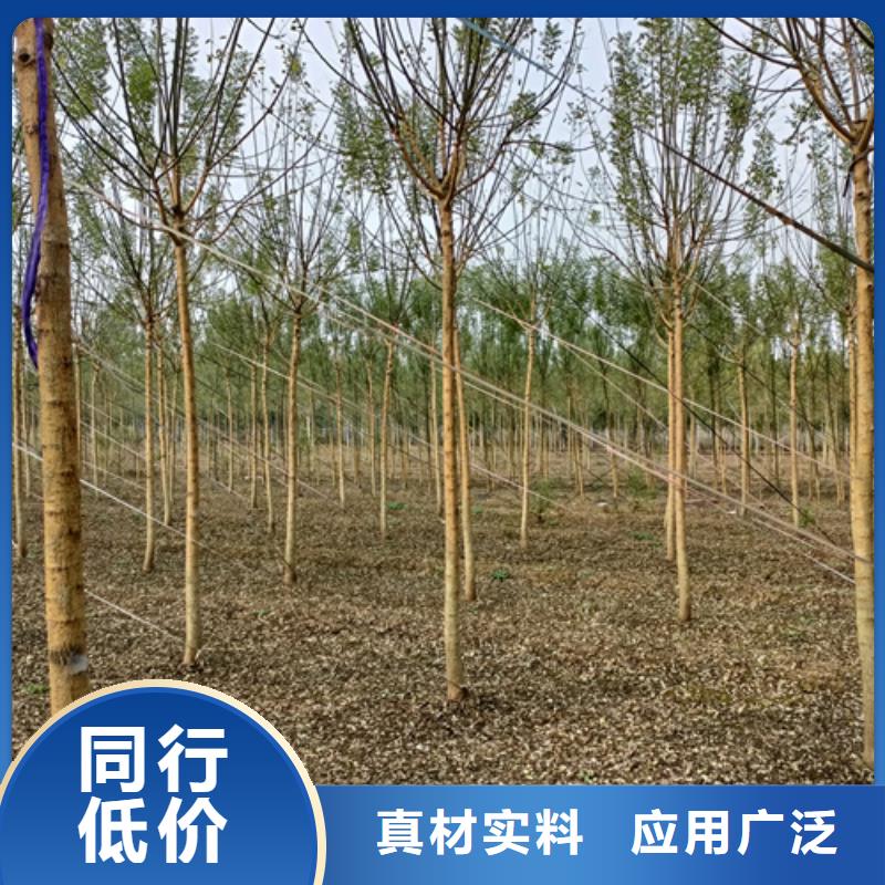 【法桐】国槐厂家规格全