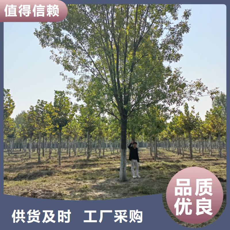 法桐_北京栾一站式服务