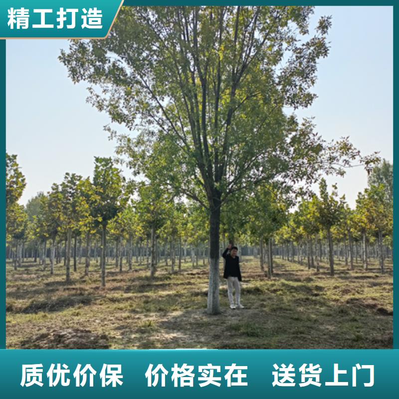 法桐_北京栾实力公司