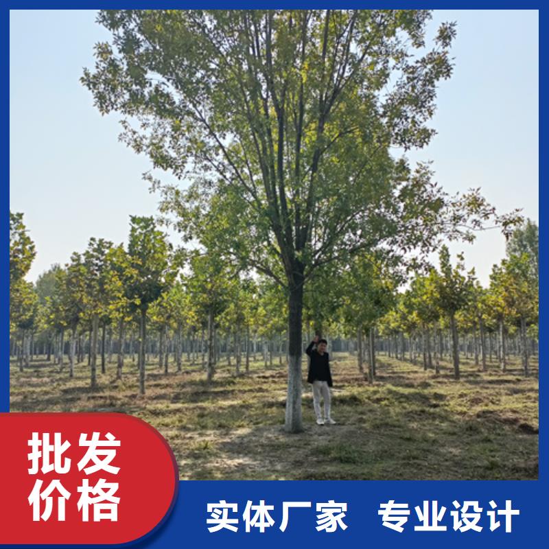 法桐【白蜡】价格透明