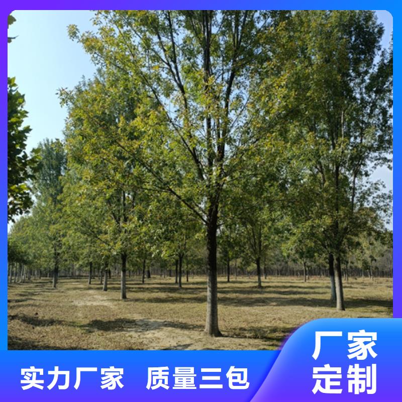 法桐,秋紫白蜡来图定制