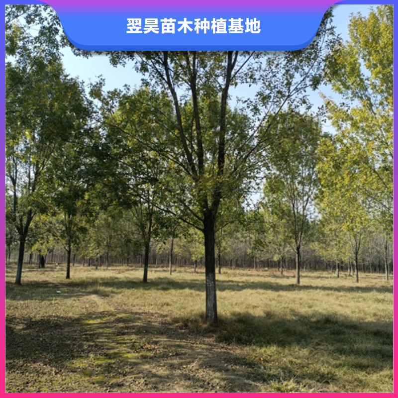 【法桐北京栾品质无所畏惧】