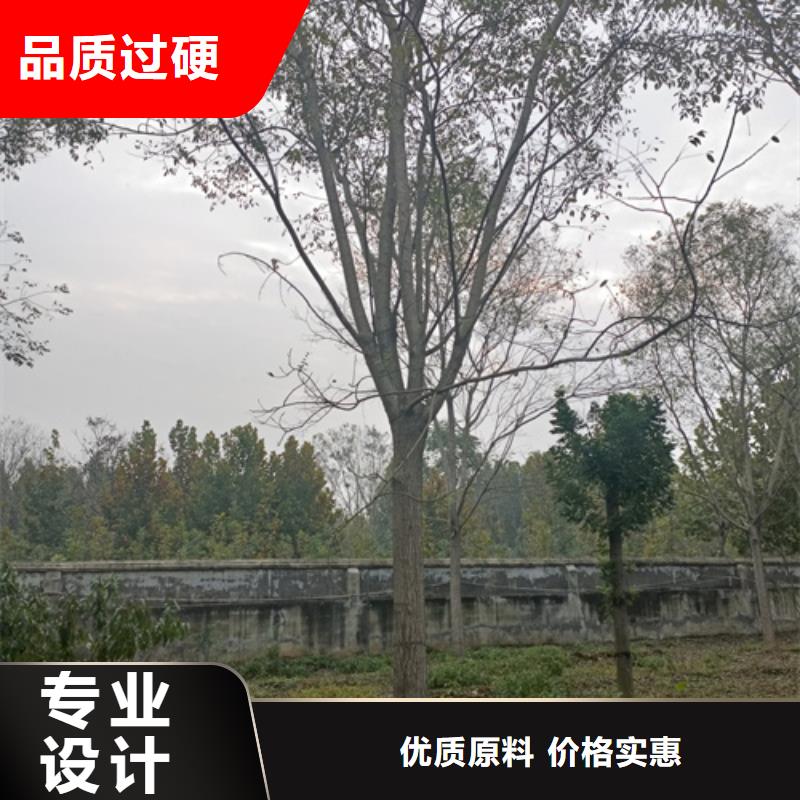 法桐五角枫定制销售售后为一体