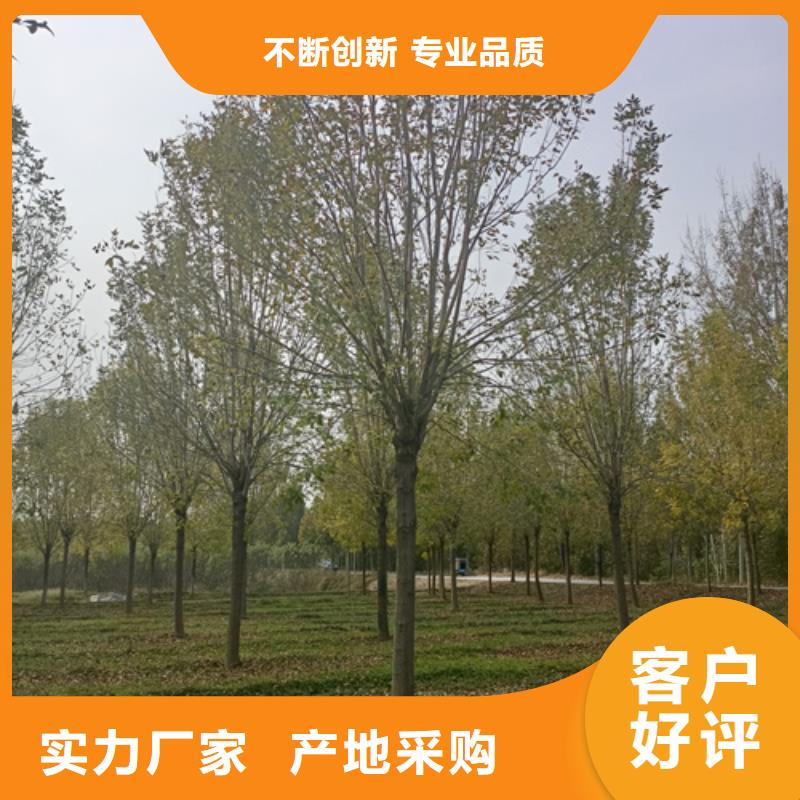 【法桐】黄金槐现货快速采购