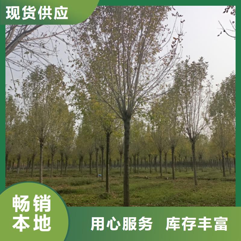 法桐-美国红枫严格把关质量放心