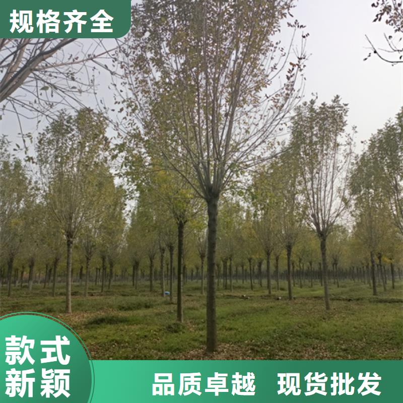 法桐秋紫白蜡现货直发