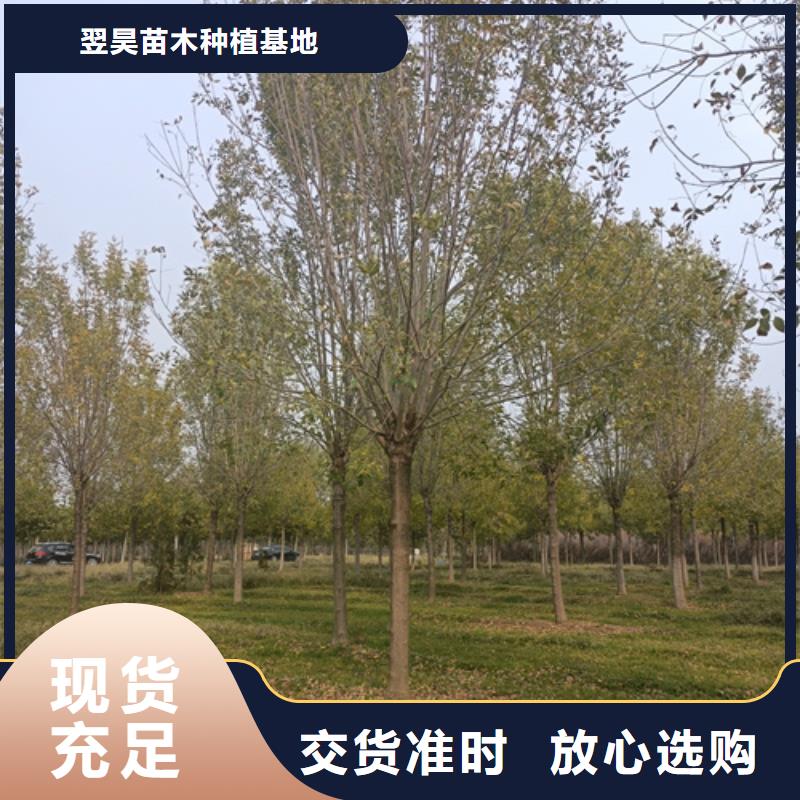 法桐黄金槐设计合理