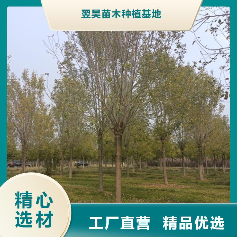 法桐原生冠法桐好产品价格低