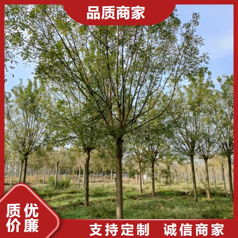 【法桐原生冠法桐打造行业品质】