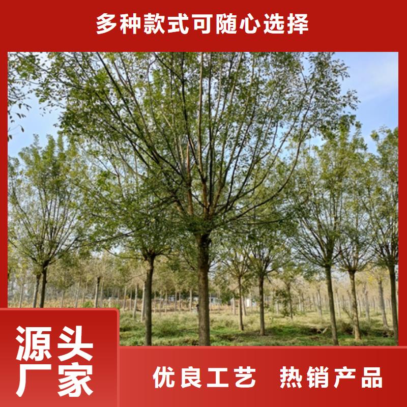 法桐国槐值得买