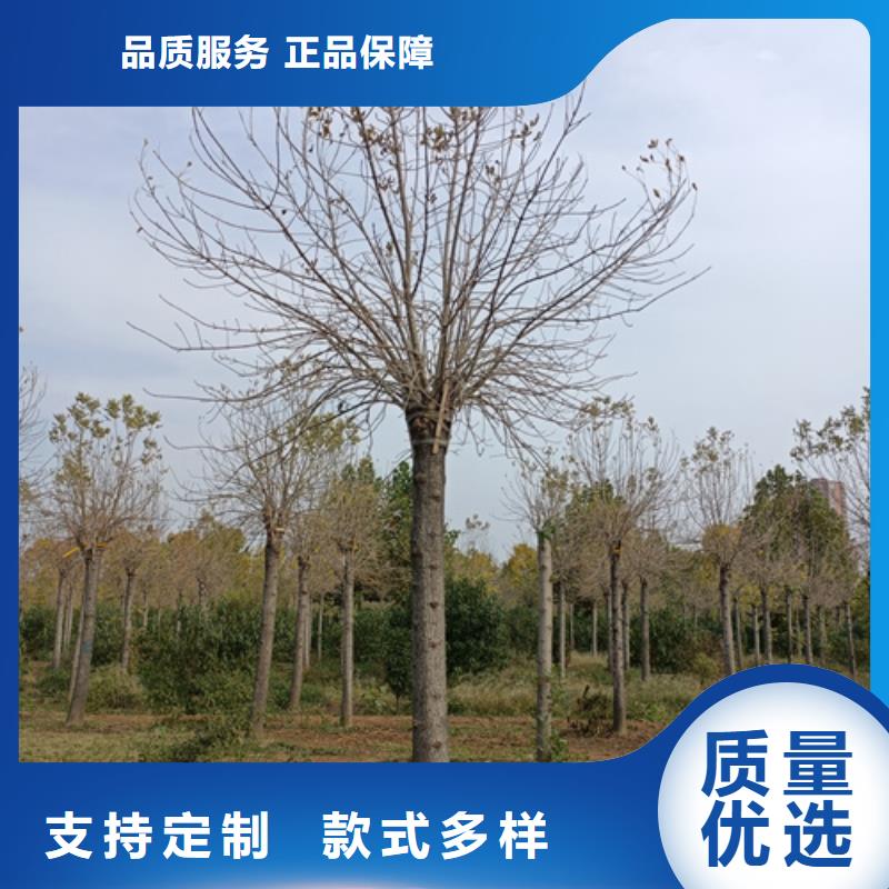 【法桐金叶复叶槭厂家精选】
