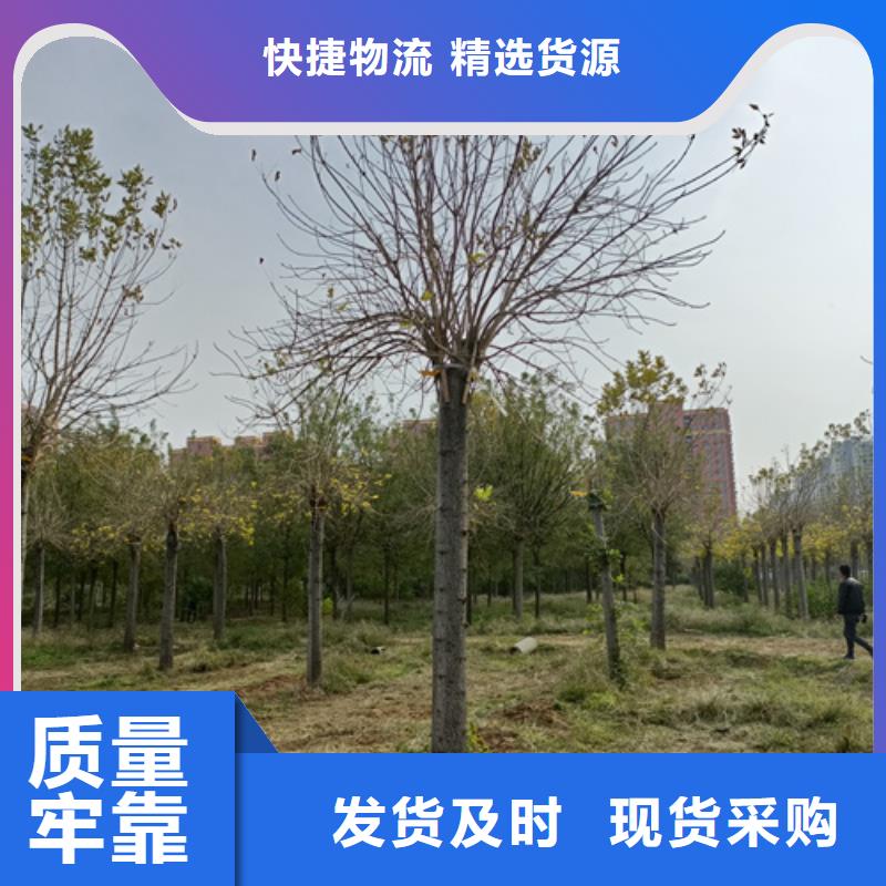 法桐白蜡一站式供应厂家