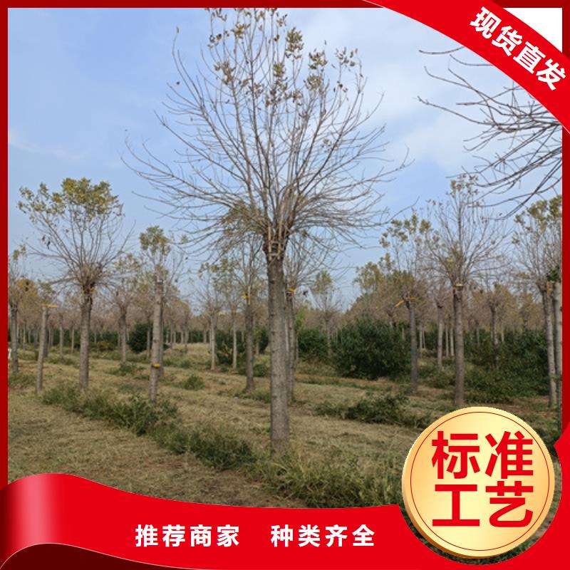法桐,国槐诚信经营