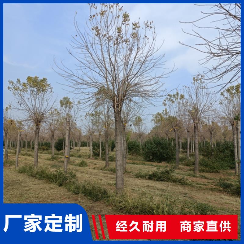 法桐-白蜡加工定制