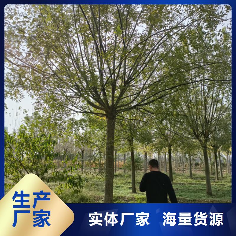 法桐五角枫质量无忧