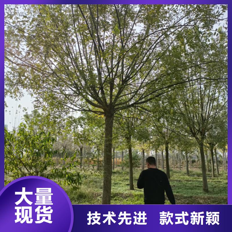 法桐质量可靠