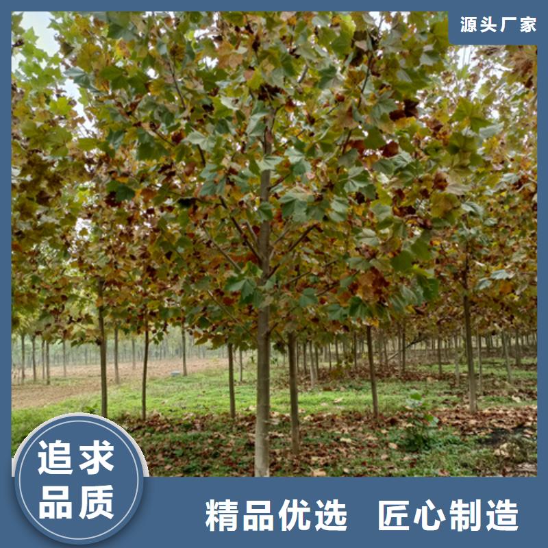 法桐北京栾供货及时