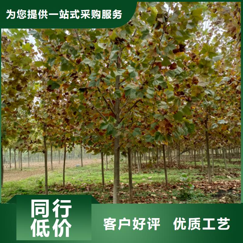 法桐,五角枫源头厂家供应