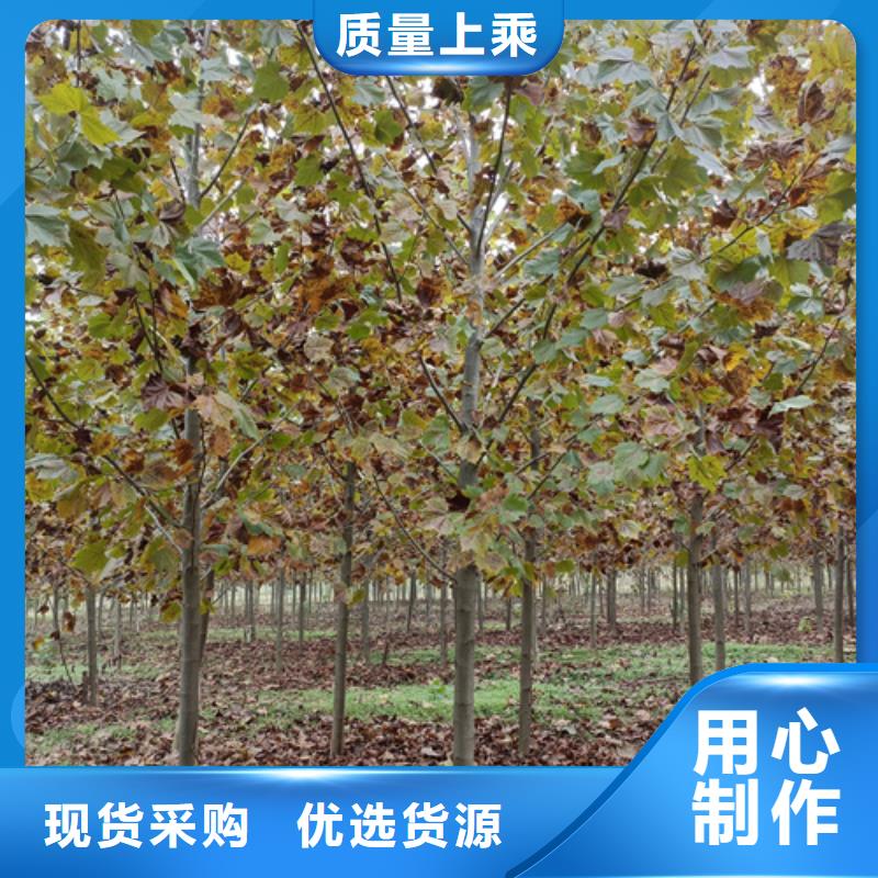 【法桐-白蜡源头厂家】