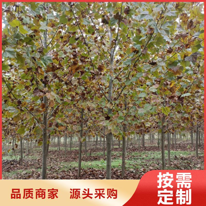 法桐美国红枫精选好货