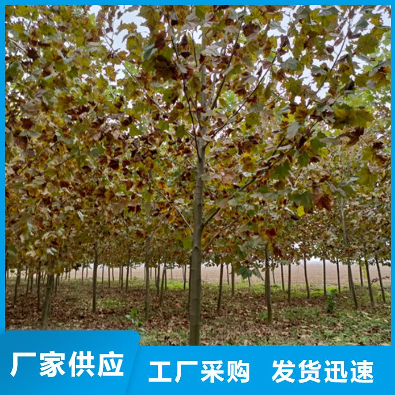 【法桐】_北京栾质量优选