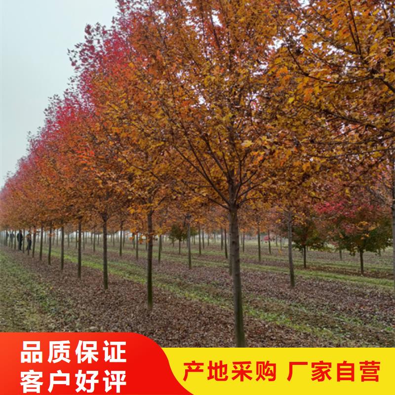 法桐截杆发帽核心技术