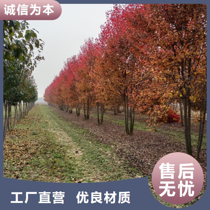 【法桐-白蜡源头厂家】