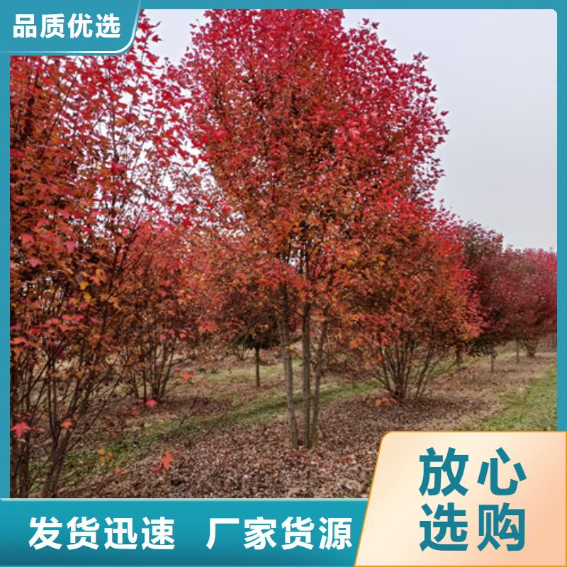 法桐国槐匠心品质