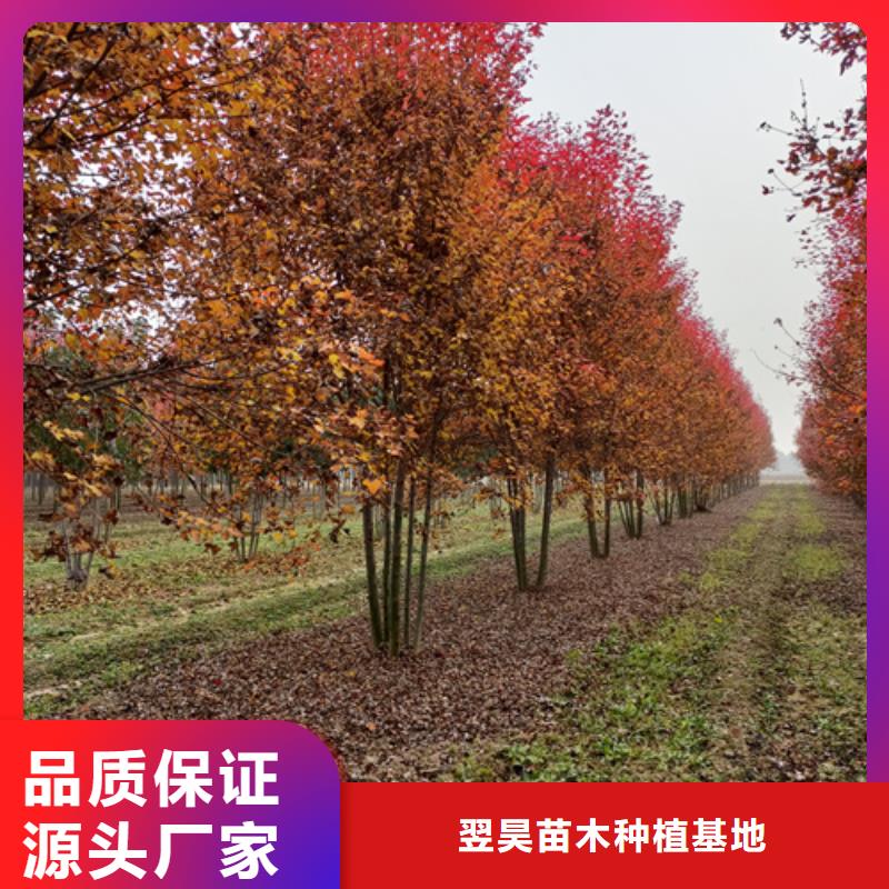 法桐-国槐交货准时