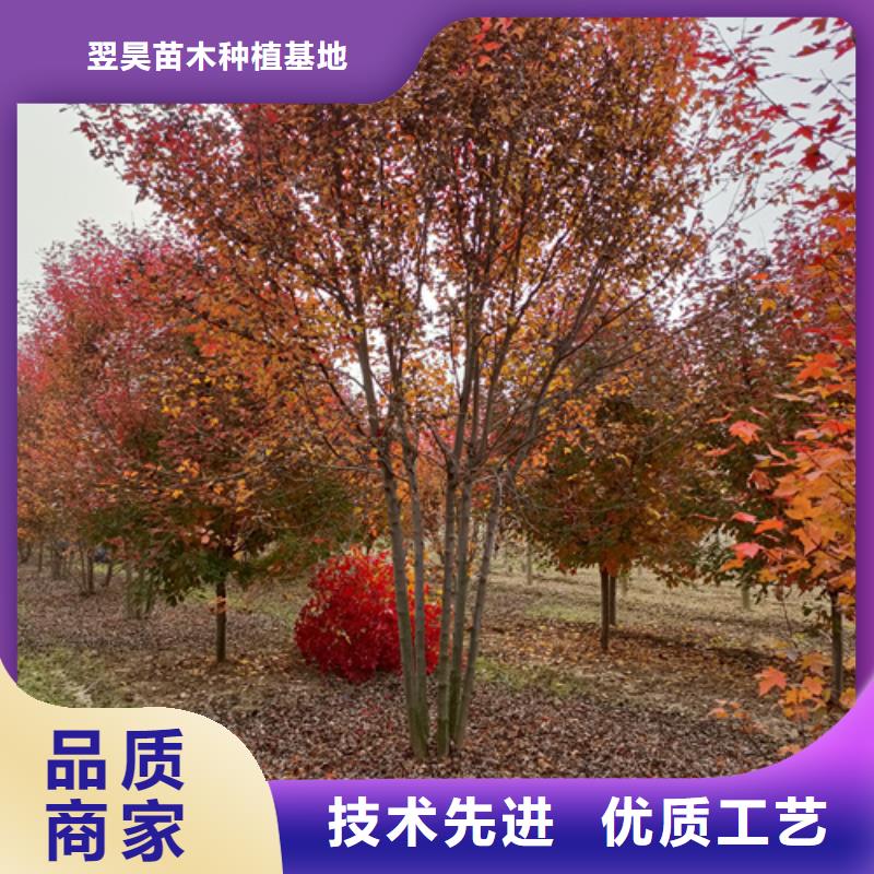 【法桐北京栾品质无所畏惧】