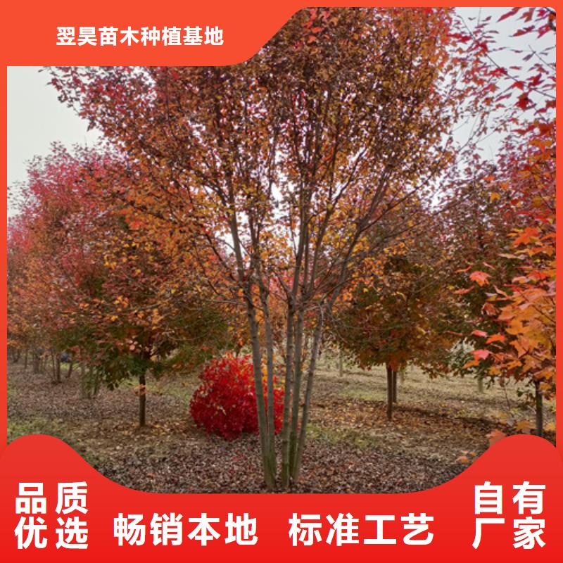 法桐原生冠法桐厂家售后完善