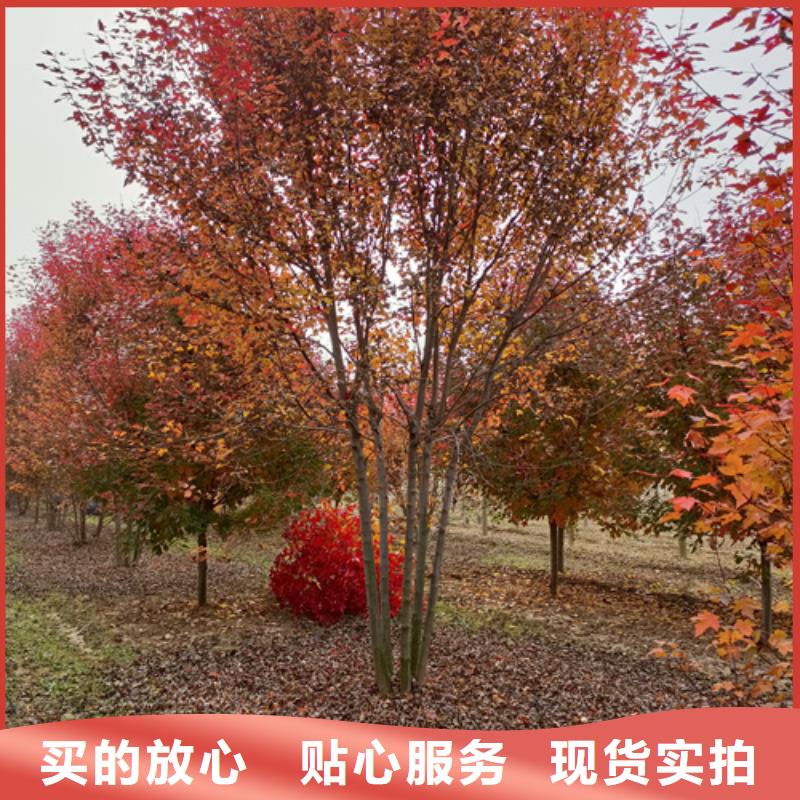 法桐金叶白蜡好产品放心购
