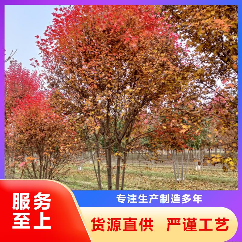 【法桐金叶复叶槭厂家精选】